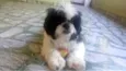 Lobinho (Shihtzu)