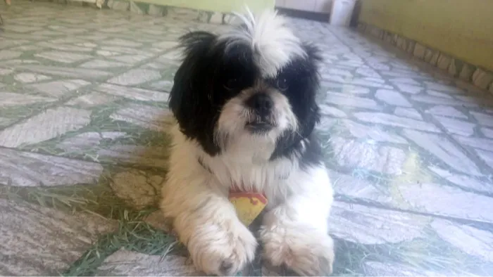 Cachorro raça Shitzu idade 3 anos nome Lobinho (Shihtzu)