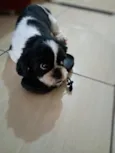 Lobinho (Shihtzu)