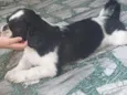 Lobinho (Shihtzu)