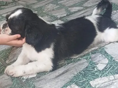Cachorro raça Shitzu idade 3 anos nome Lobinho (Shihtzu)