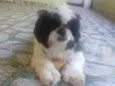 Lobinho (Shihtzu)