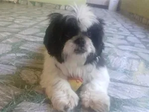 Cachorro raça Shitzu idade 3 anos nome Lobinho (Shihtzu)