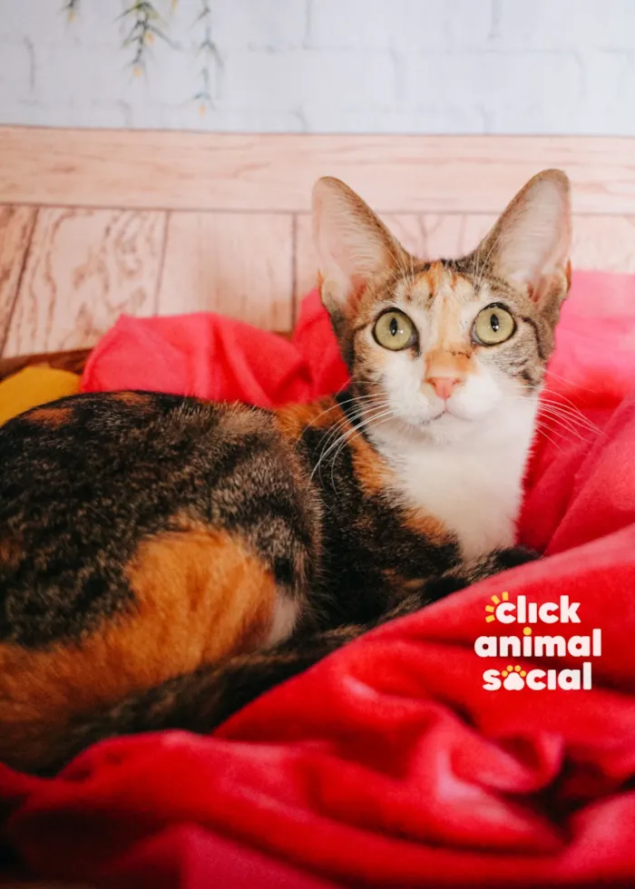 Gato raça SRD-ViraLata idade 1 ano nome Jolie