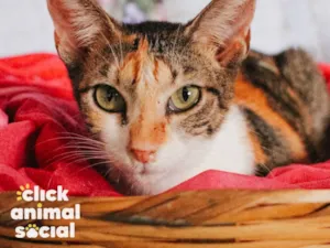 Gato raça SRD-ViraLata idade 1 ano nome Jolie