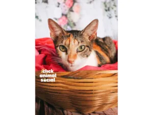 Gato raça SRD-ViraLata idade 1 ano nome Jolie