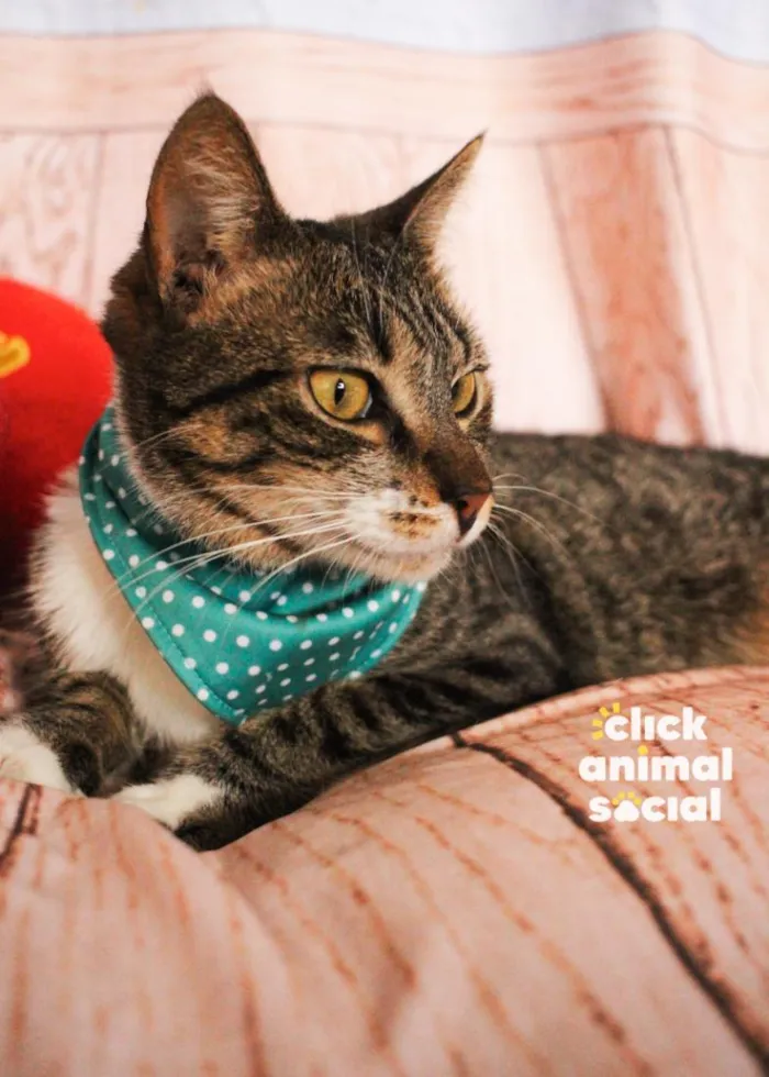 Gato raça SRD-ViraLata idade 2 anos nome Martina