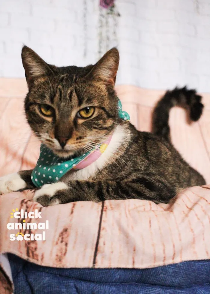 Gato raça SRD-ViraLata idade 2 anos nome Martina