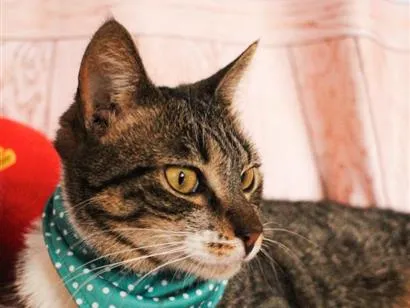 Gato raça SRD-ViraLata idade 2 anos nome Martina