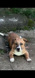 apollo