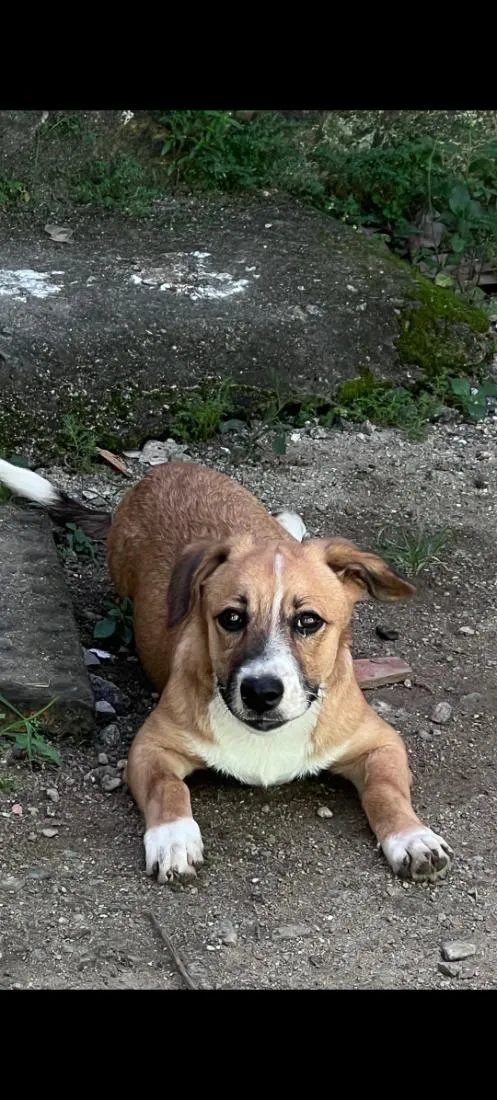Cachorro raça SRD-ViraLata idade 2 a 6 meses nome apollo