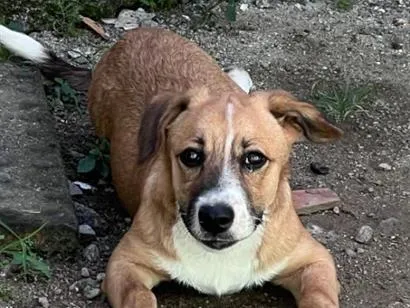 Cachorro raça SRD-ViraLata idade 2 a 6 meses nome apollo