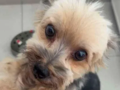 Cachorro raça SRD-ViraLata idade 6 ou mais anos nome Brahma 