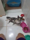 fumaça 