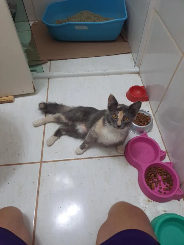 Gato raça SRD-ViraLata idade 2 a 6 meses nome fumaça 
