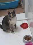 fumaça 
