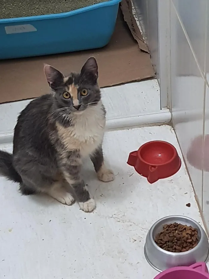 Gato raça SRD-ViraLata idade 2 a 6 meses nome fumaça 