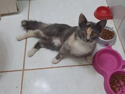 Gato raça SRD-ViraLata idade 2 a 6 meses nome fumaça 