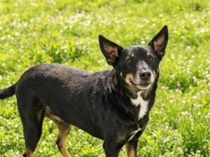 Cachorro raça SRD-ViraLata idade 6 ou mais anos nome Princesa