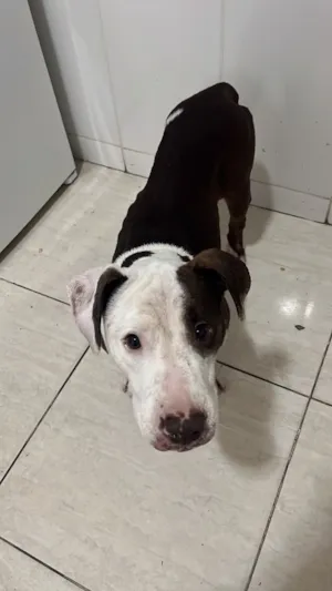 Cachorro raça SRD-ViraLata idade 2 anos nome Shark mas tbm atente como pituco 