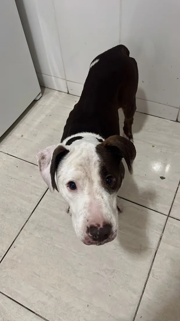 Cachorro raça SRD-ViraLata idade 2 anos nome Shark mas tbm atente como pituco 