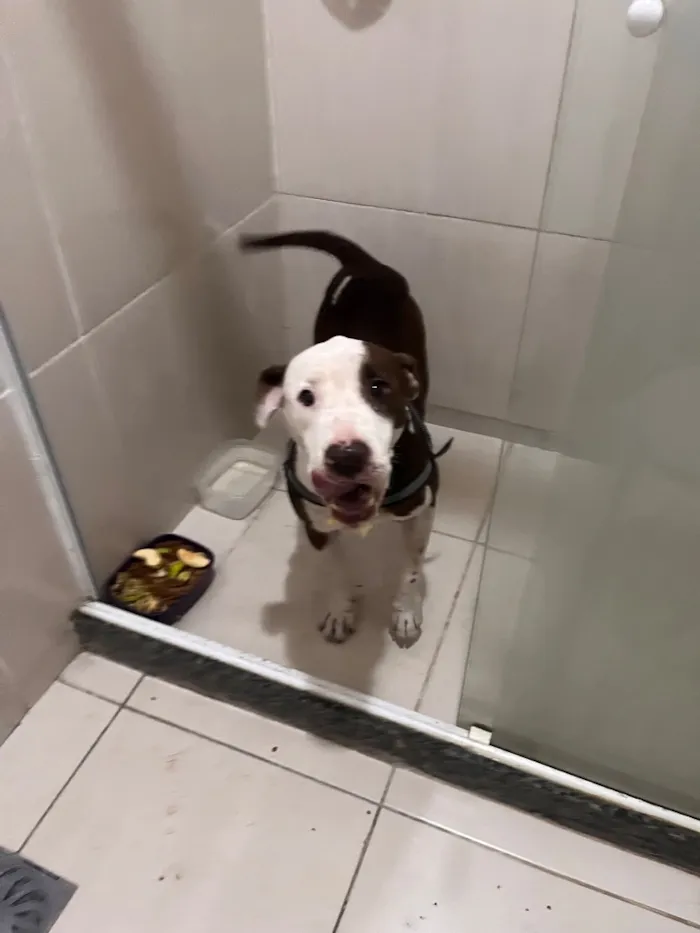 Cachorro raça SRD-ViraLata idade 2 anos nome Shark mas tbm atente como pituco 