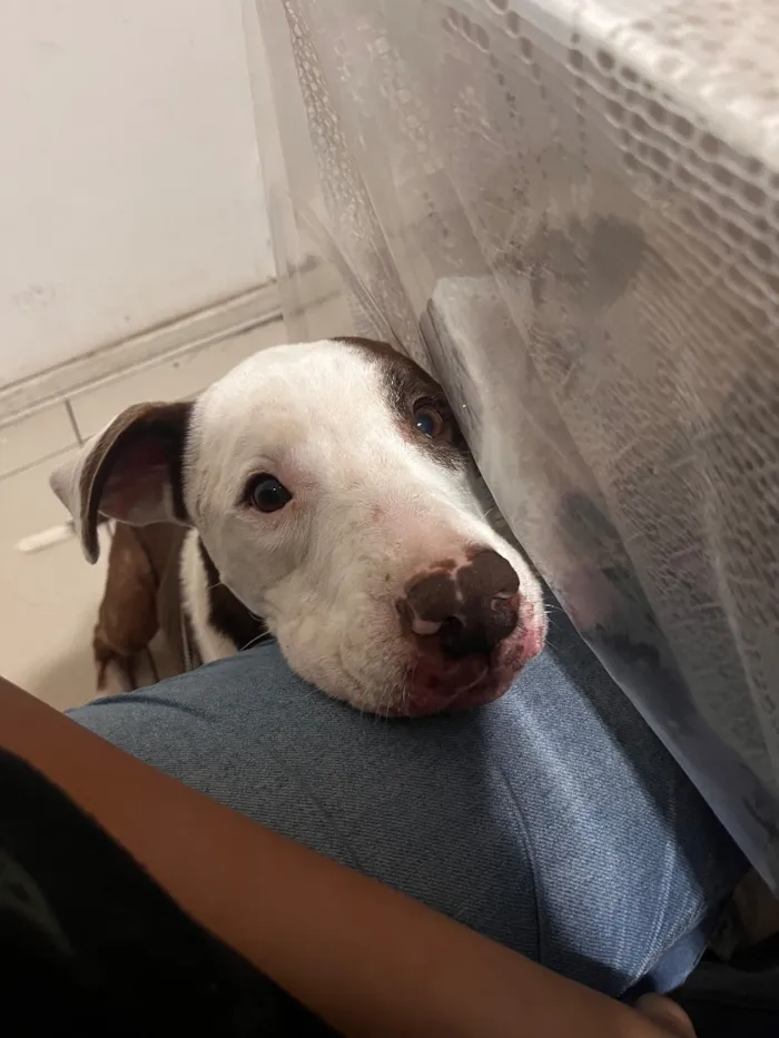 Cachorro raça SRD-ViraLata idade 2 anos nome Shark mas tbm atente como pituco 