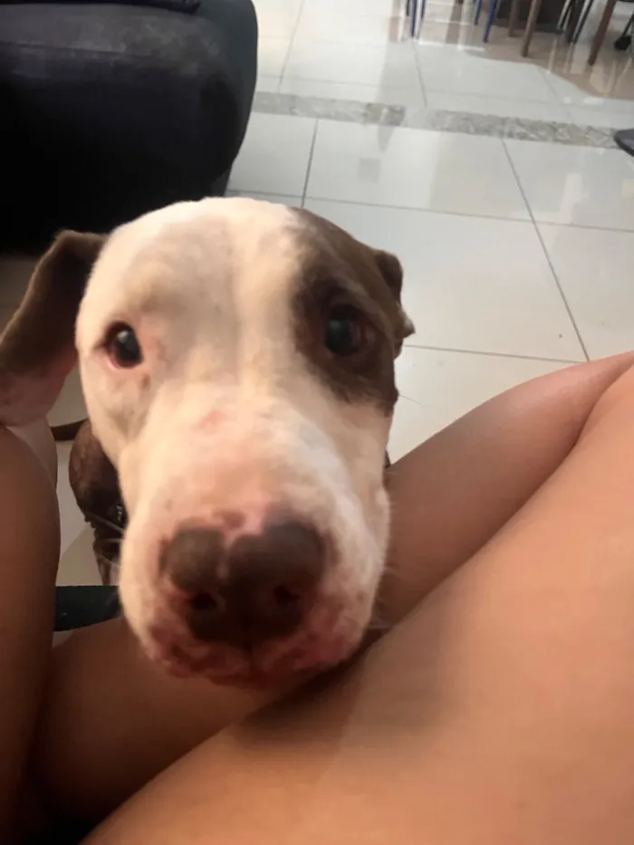 Cachorro raça SRD-ViraLata idade 2 anos nome Shark mas tbm atente como pituco 
