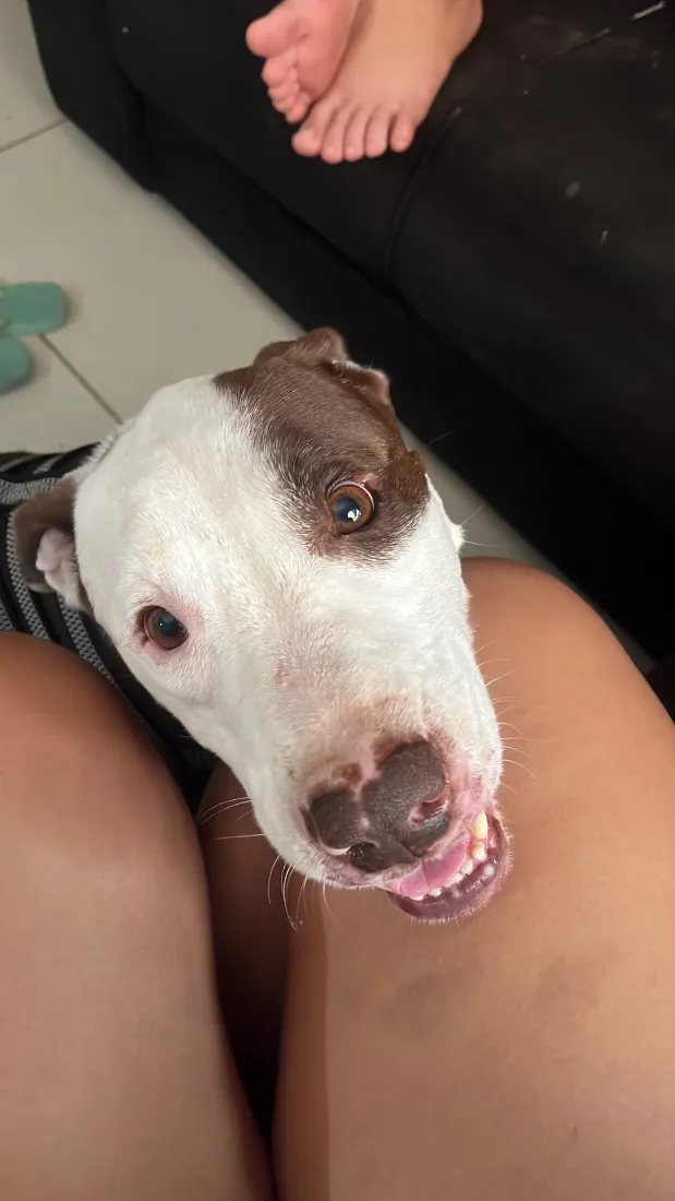 Cachorro raça SRD-ViraLata idade 2 anos nome Shark mas tbm atente como pituco 