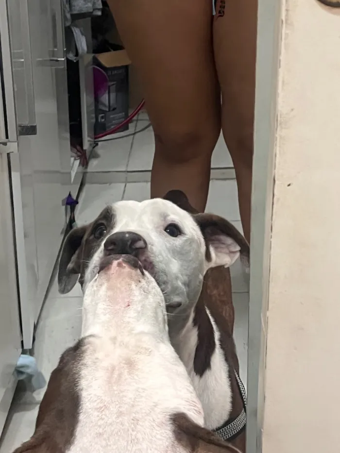Cachorro raça SRD-ViraLata idade 2 anos nome Shark mas tbm atente como pituco 