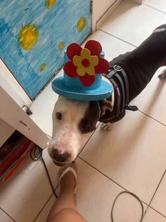 Cachorro raça SRD-ViraLata idade 2 anos nome Shark mas tbm atente como pituco 
