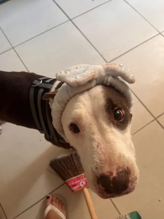 Cachorro raça SRD-ViraLata idade 2 anos nome Shark mas tbm atente como pituco 
