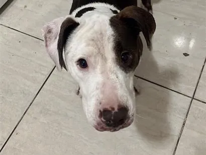 Cachorro raça SRD-ViraLata idade 2 anos nome Shark mas tbm atente como pituco 