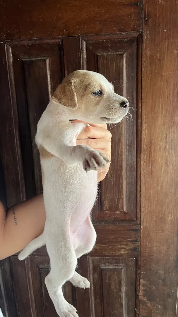 Cachorro raça SRD-ViraLata idade Abaixo de 2 meses nome sem nome
