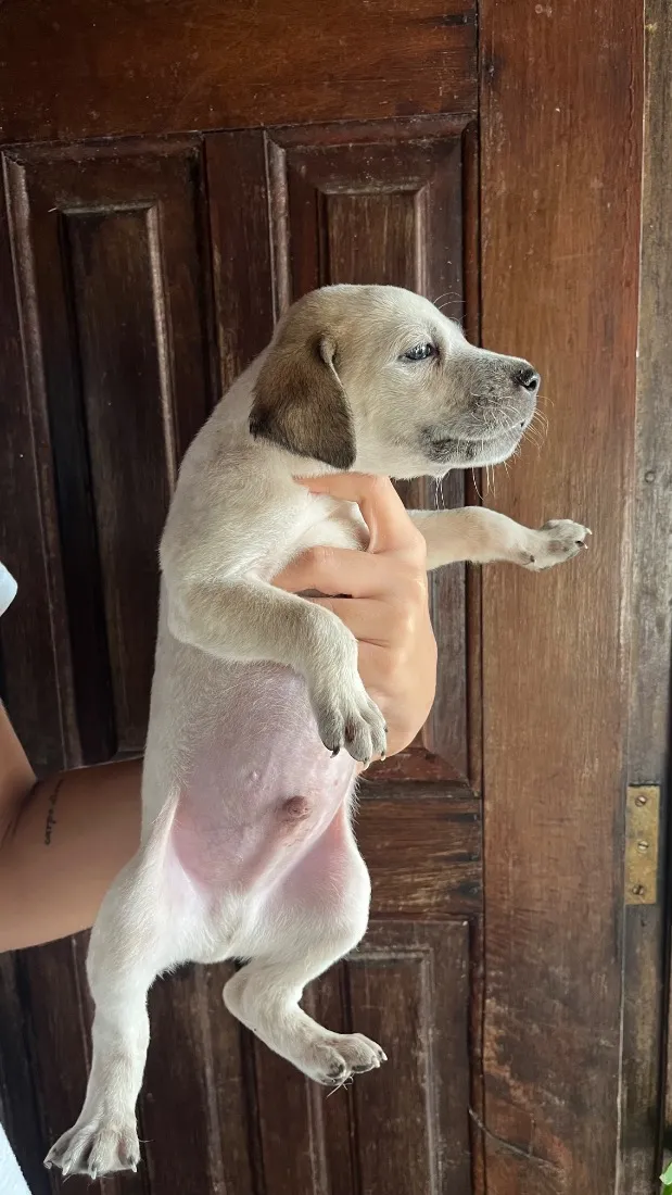 Cachorro raça SRD-ViraLata idade Abaixo de 2 meses nome sem nome