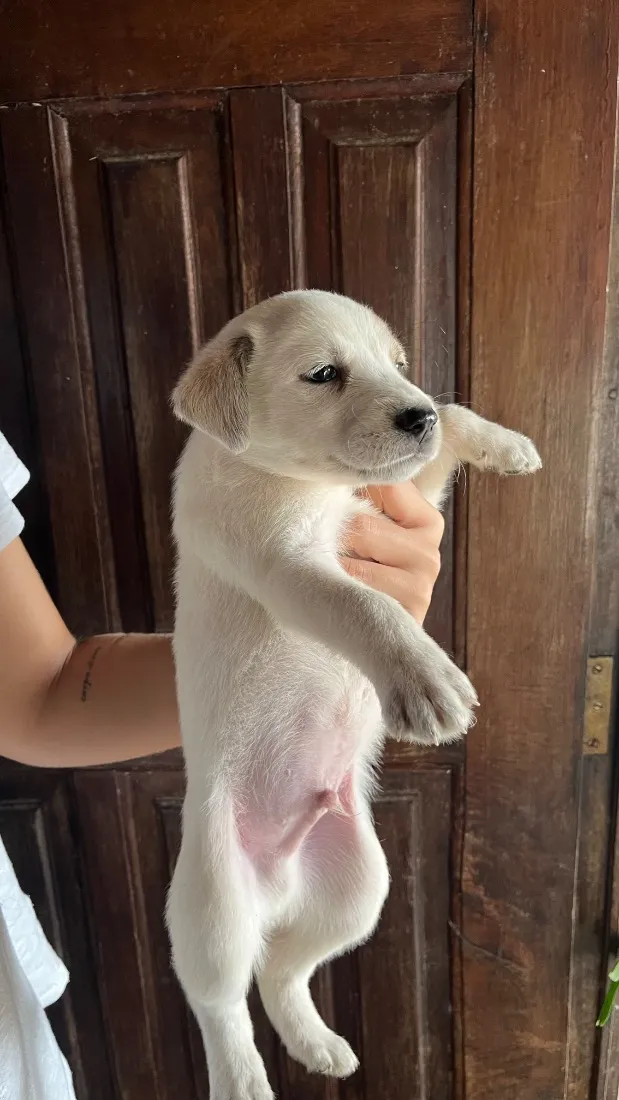Cachorro raça SRD-ViraLata idade Abaixo de 2 meses nome sem nome