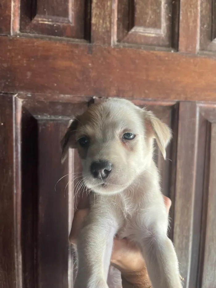 Cachorro raça SRD-ViraLata idade Abaixo de 2 meses nome sem nome