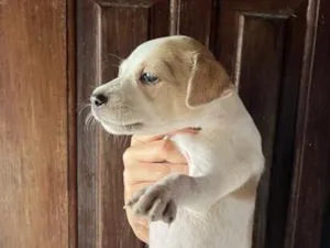 Cachorro raça SRD-ViraLata idade Abaixo de 2 meses nome sem nome