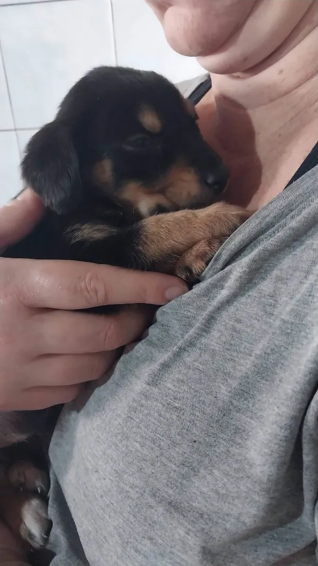 Cachorro raça SRD-ViraLata idade Abaixo de 2 meses nome Filhotes 