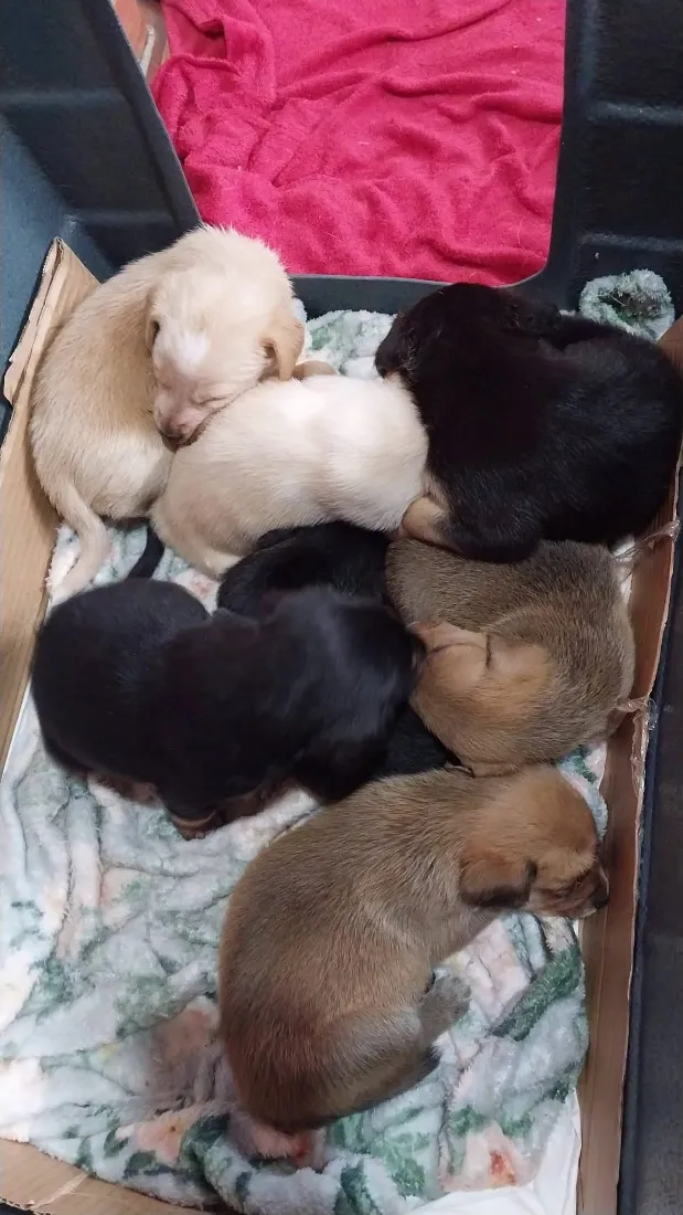 Cachorro raça SRD-ViraLata idade Abaixo de 2 meses nome Filhotes 