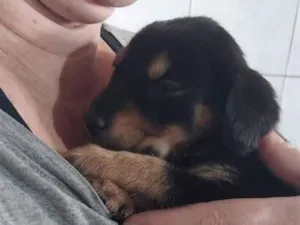 Cachorro raça SRD-ViraLata idade Abaixo de 2 meses nome Filhotes 