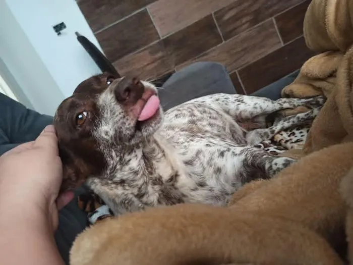 Cachorro raça SRD-ViraLata idade 6 ou mais anos nome Lana
