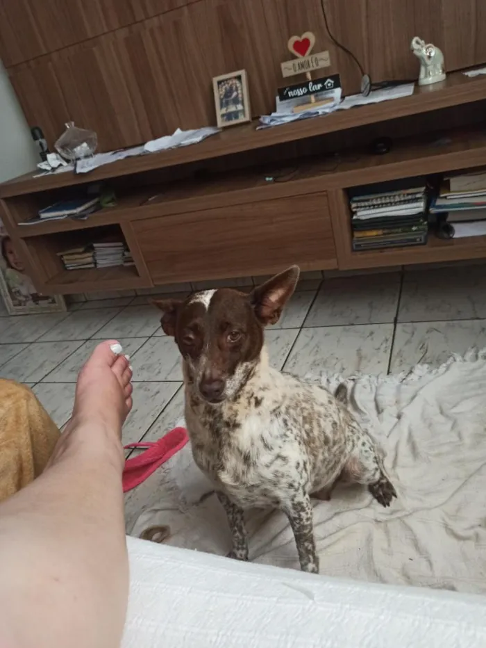 Cachorro raça SRD-ViraLata idade 6 ou mais anos nome Lana