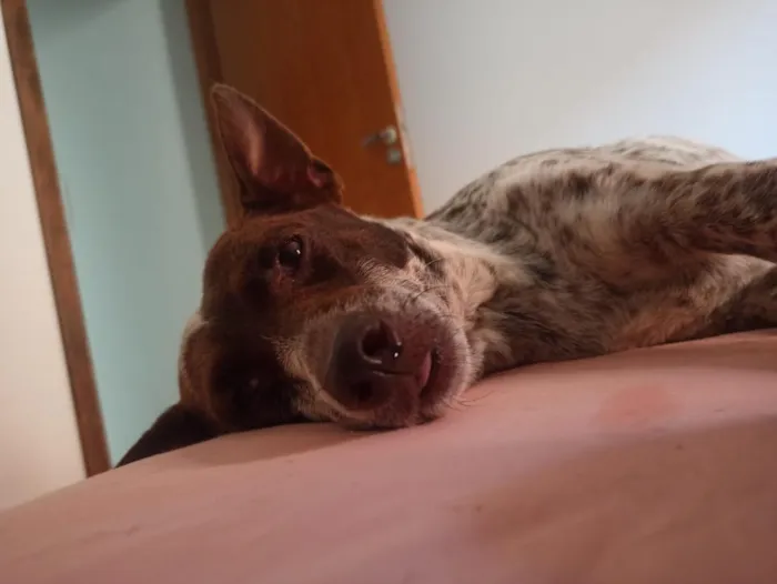Cachorro raça SRD-ViraLata idade 6 ou mais anos nome Lana