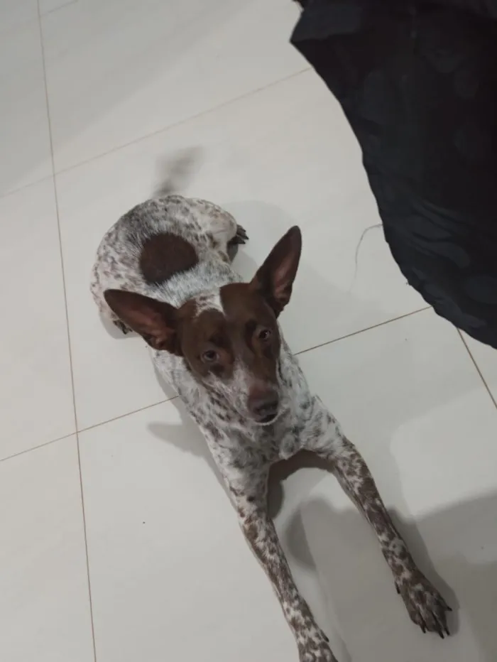 Cachorro raça SRD-ViraLata idade 6 ou mais anos nome Lana