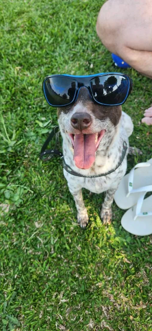 Cachorro raça SRD-ViraLata idade 6 ou mais anos nome Lana