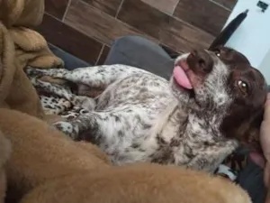Cachorro raça SRD-ViraLata idade 6 ou mais anos nome Lana