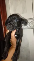 Toby