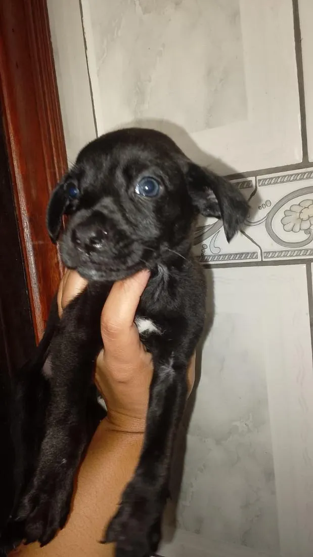 Cachorro raça SRD-ViraLata idade 2 a 6 meses nome Toby