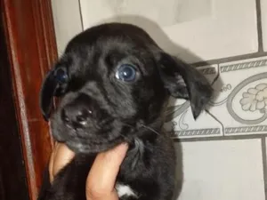 Cachorro raça SRD-ViraLata idade 2 a 6 meses nome Toby